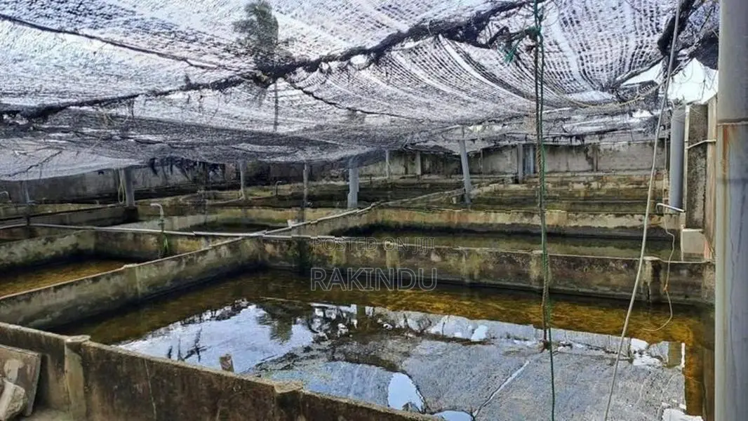 Fish Farm for Sale Negombo