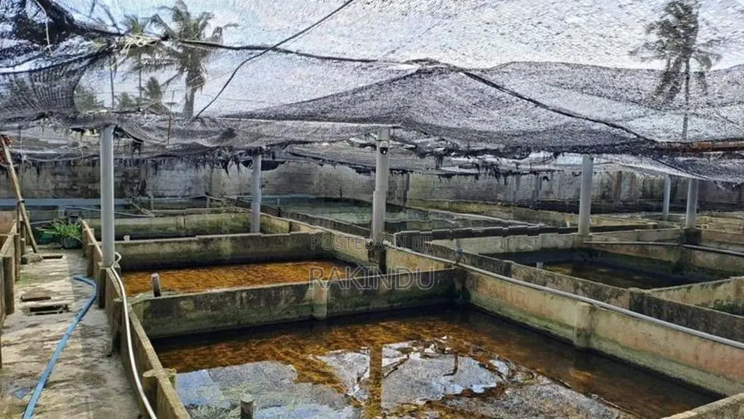 Fish Farm for Sale Negombo