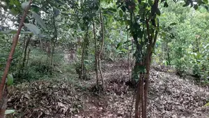 Prime Riverfront Land for Sale in Hikkaduwa