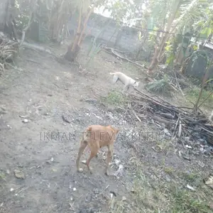 Land for Sale in Welmilla, Bandaragama