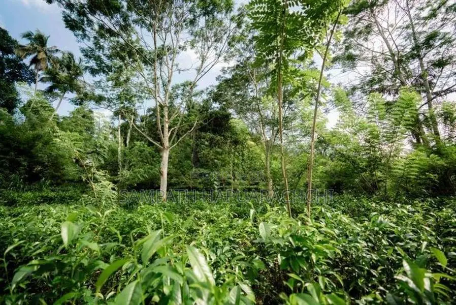 Land for Sale in Pitigala Galle