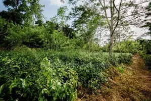 Land for Sale in Pitigala Galle