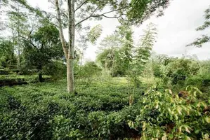 Land for Sale in Pitigala Galle
