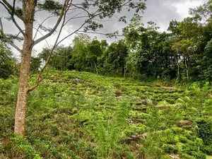 Neluwa 10 Acres Agricultural Estate for Sale
