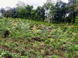 Neluwa 10 Acres Agricultural Estate for Sale