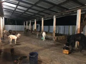 Land with Farm Sale at Alaveddy