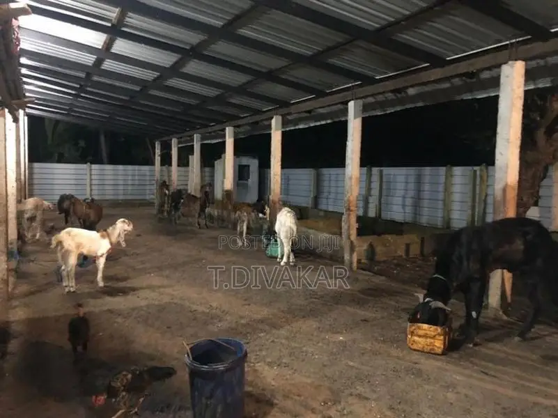Land with Farm Sale at Alaveddy