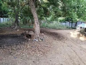 Land with Farm Sale at Alaveddy