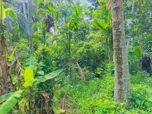 ප්‍රධාන මාර්ගයට 500m දෙවලපොළ පංසල් හංදියෙන් බිම් කොටසක් SA 14616