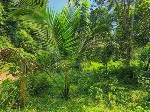ප්‍රධාන මාර්ගයට 500m දෙවලපොළ පංසල් හංදියෙන් බිම් කොටසක් SA 14616