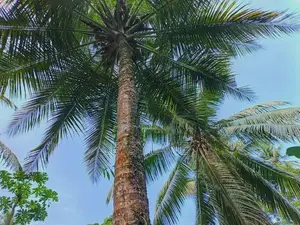 ප්‍රධාන මාර්ගයට 500m දෙවලපොළ පංසල් හංදියෙන් බිම් කොටසක් SA 14616