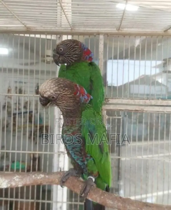 Hawk-Headed Parrot