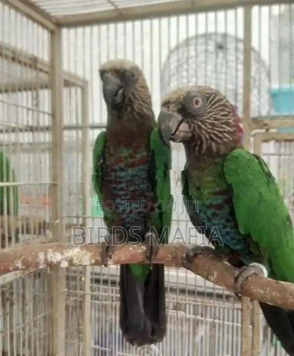Hawk-Headed Parrot