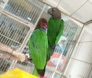 Hawk-Headed Parrot
