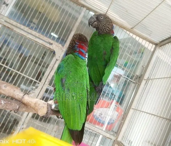 Hawk-Headed Parrot