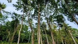 කලගෙඩිහේන – Nolimit අසල වටිනා ඉඩමක් විකිණීමට