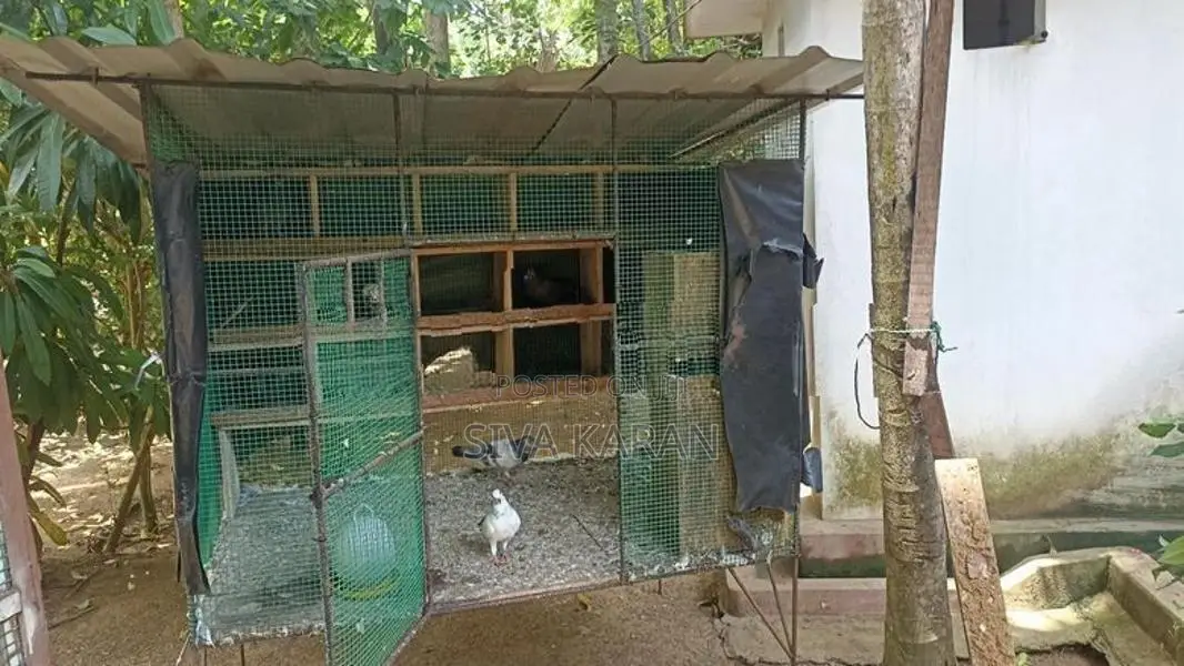 Pigeon Cage