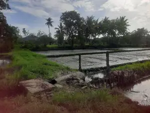 මින්නේරිය – අක්කර 4ක වටිනා ගොඩ හා කුඹුරු ඉඩමක් විකිණීමට