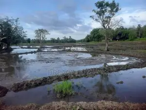 මින්නේරිය – අක්කර 4ක වටිනා ගොඩ හා කුඹුරු ඉඩමක් විකිණීමට