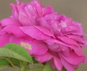 Jaffna rose plant