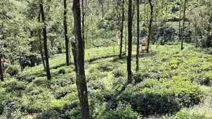 Land for Sale in Pussellawa