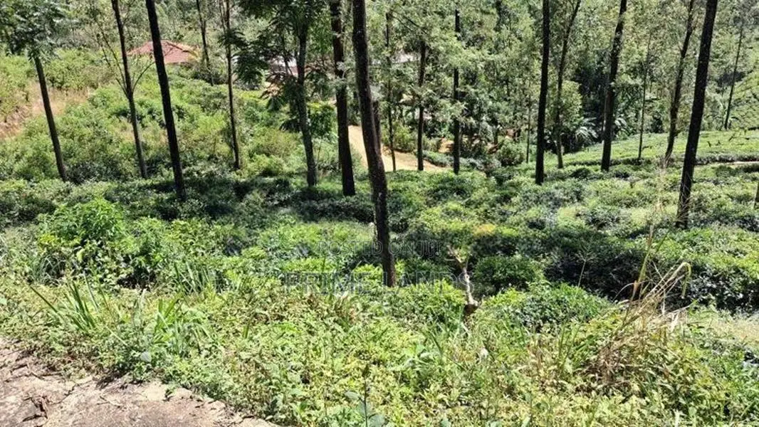 Land for Sale in Pussellawa