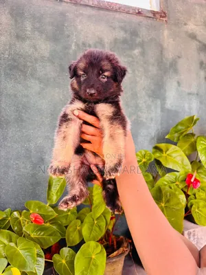 0-1 month Female Purebred German Shepherd