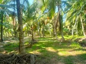 Land with Small House for Sale in Wariyapola