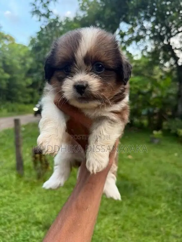 Shih Tzu Puppy