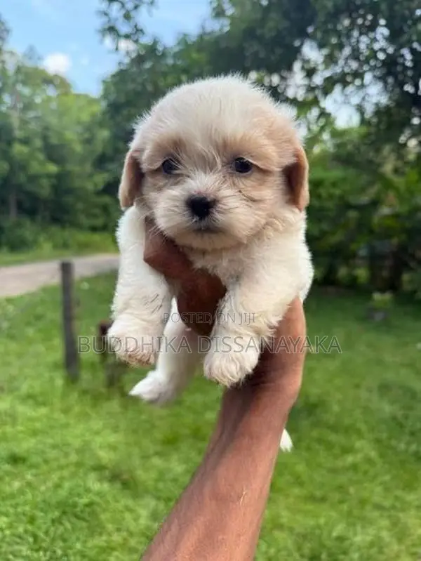 Shih Tzu Puppy