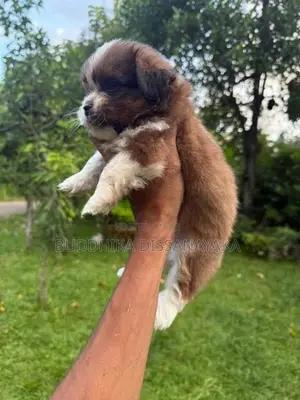 Shih Tzu Puppy