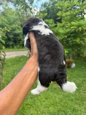 Shih Tzu Puppy