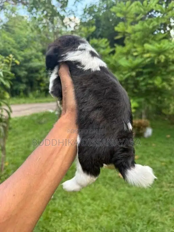 Shih Tzu Puppy