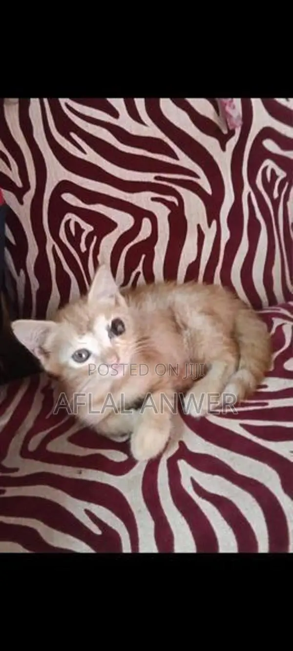 Persian Mixed Kittens