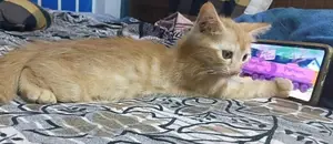 Persian Mixed Kittens
