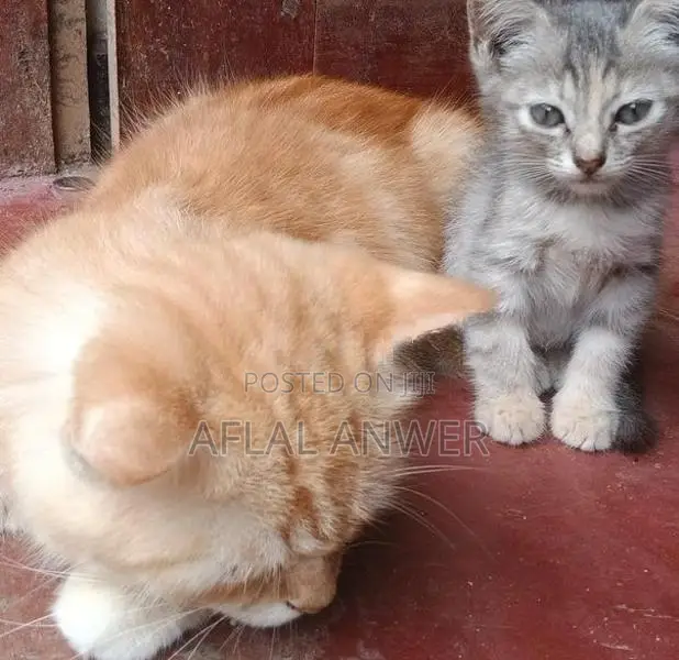 Persian Mixed Kittens
