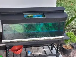 Oscar Fish with Aquarium Tank