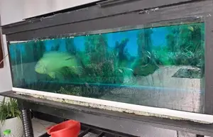 Oscar Fish with Aquarium Tank