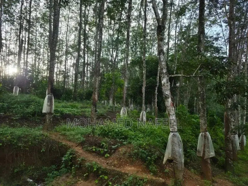 Agricultural Land for Long-Term Lease Kannatota, Kegalle