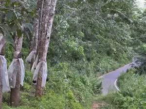 Agricultural Land for Long-Term Lease Kannatota, Kegalle