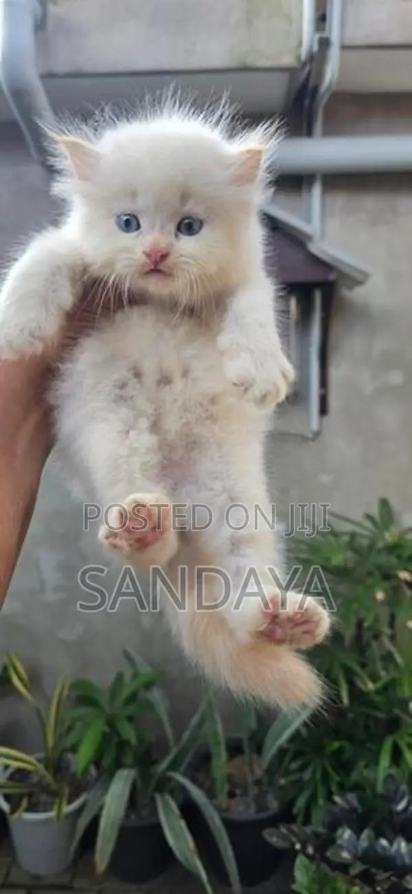 Persian Kittens