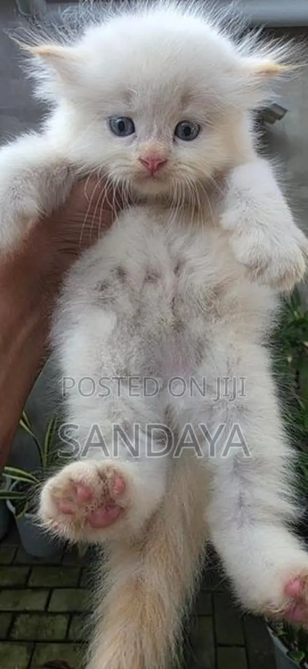 Persian Kittens