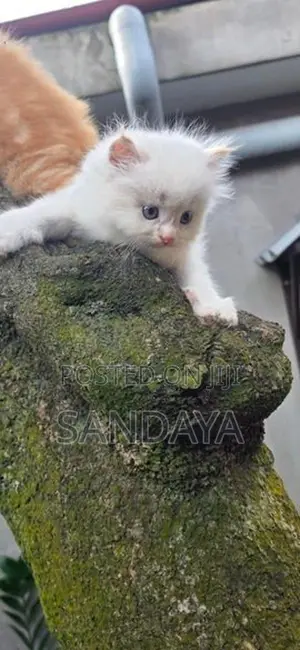 Persian Kittens
