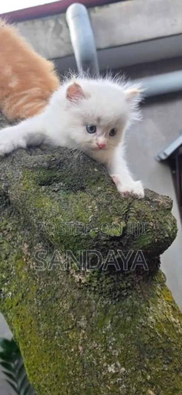 Persian Kittens