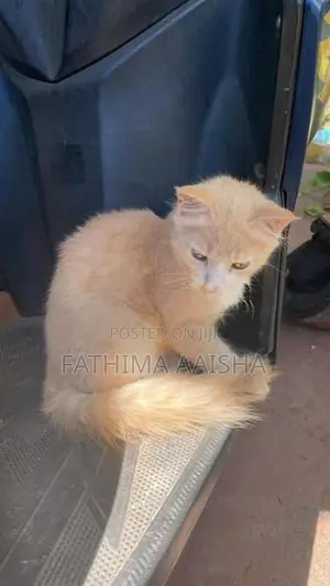 Persian Cross Cat
