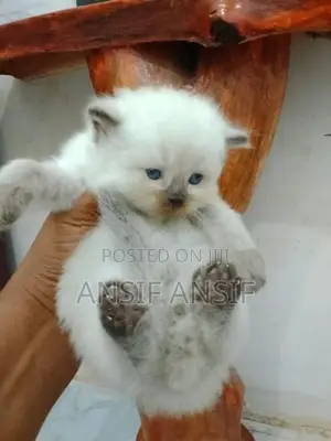 Himalayan Cat