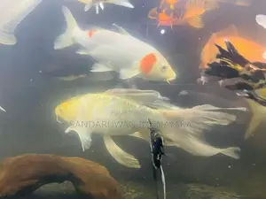 Aquarium Fishes