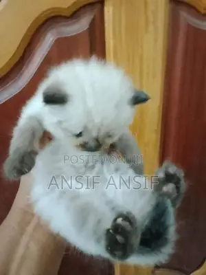 Himalayan Cat