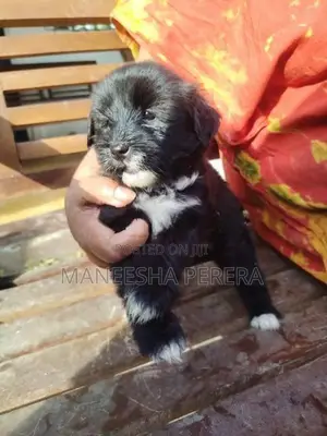 Tibetan Terrier Puppies