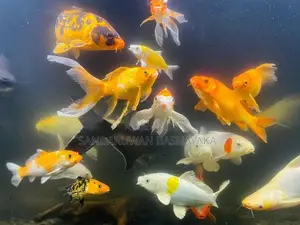 Aquarium Fishes